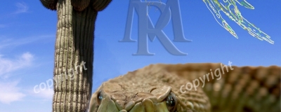 il-crotalo